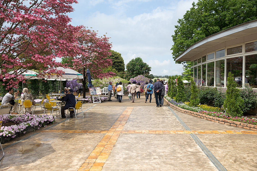 ashikaga_flowerpark_01