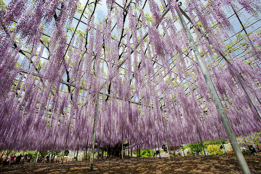 ashikaga_flowerpark_03