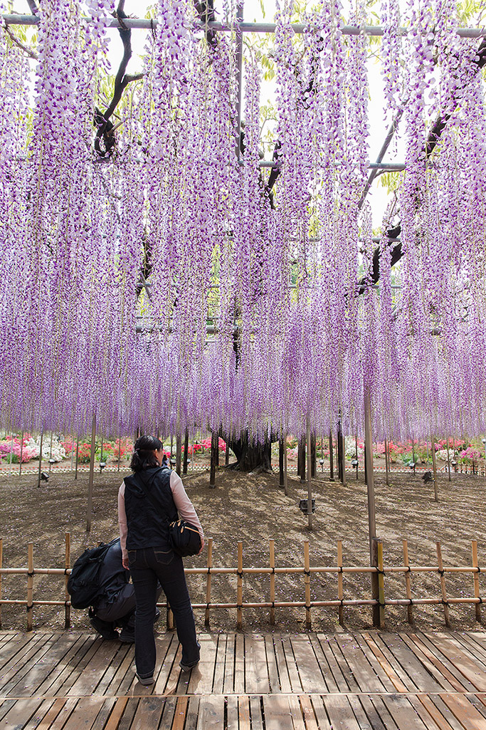 ashikaga_flowerpark_04