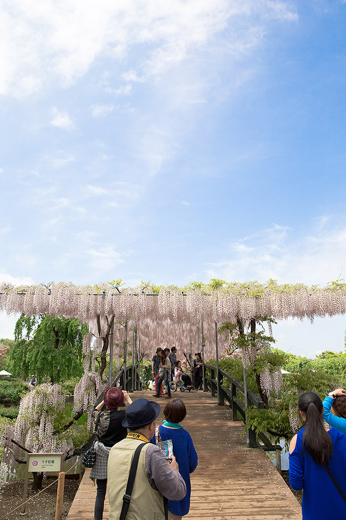 ashikaga_flowerpark_05