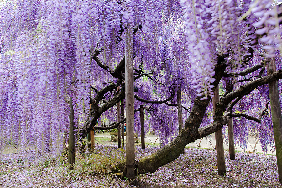 ashikaga_flowerpark_06