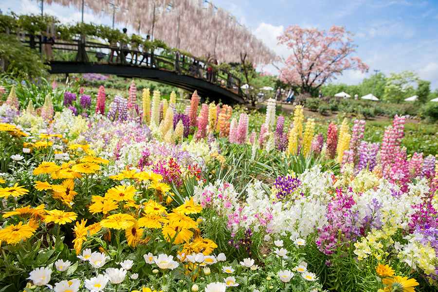 ashikaga_flowerpark_07
