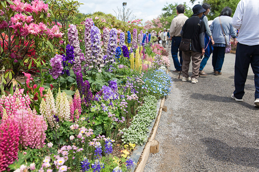 ashikaga_flowerpark_08