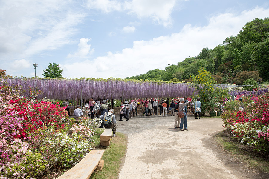 ashikaga_flowerpark_09