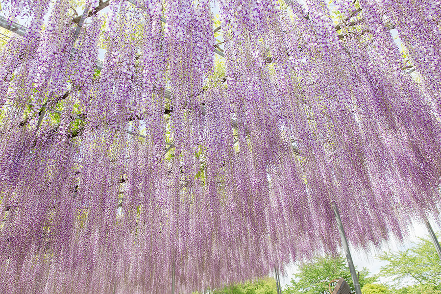 ashikaga_flowerpark_10