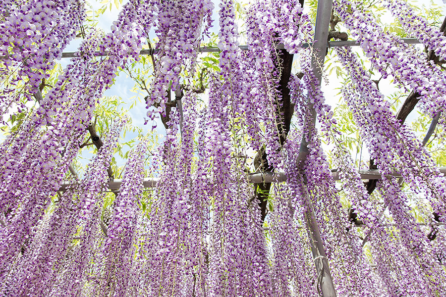 ashikaga_flowerpark_11