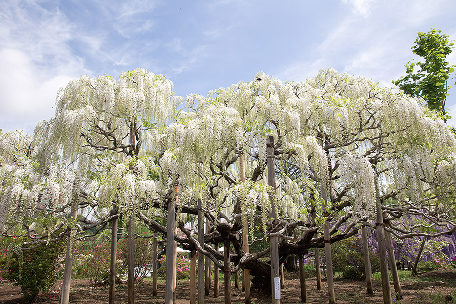 ashikaga_flowerpark_12