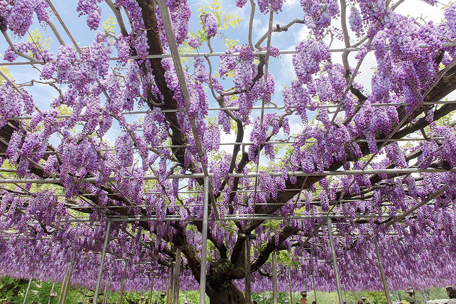 ashikaga_flowerpark_13