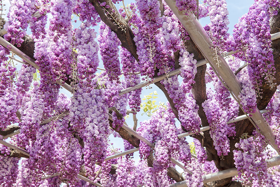 ashikaga_flowerpark_14