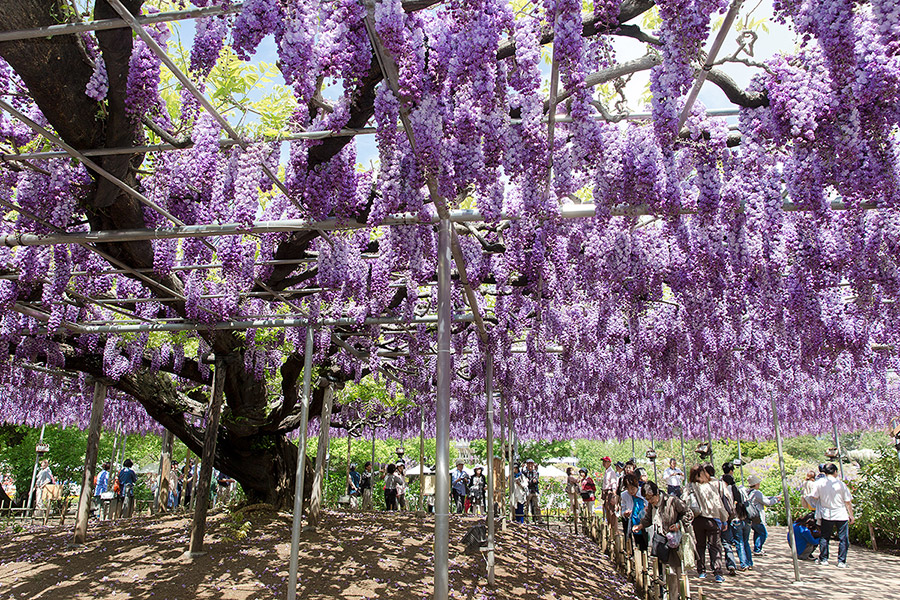 ashikaga_flowerpark_15