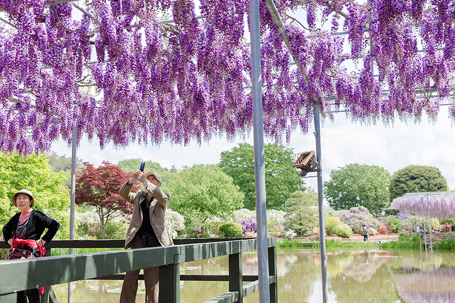 ashikaga_flowerpark_16