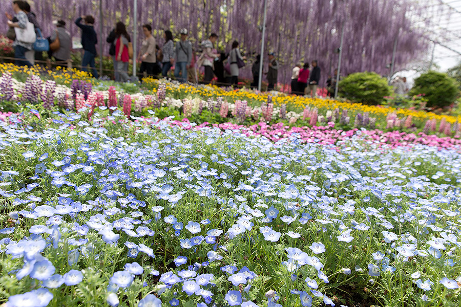 ashikaga_flowerpark_19