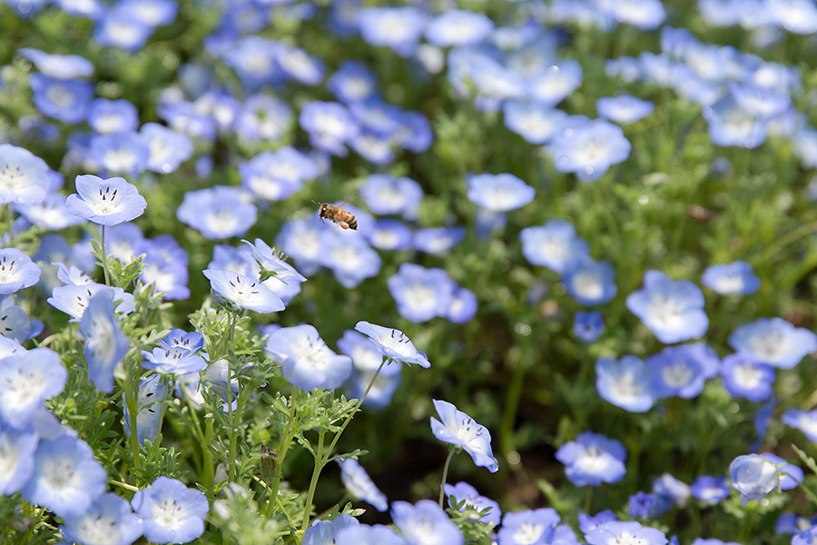 ashikaga_flowerpark_20