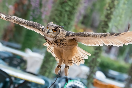 富士花鳥園で楽しむフクロウのショーと、松風の鹿カレーセット