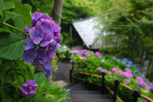 超満開だった鎌倉・長谷寺の紫陽花と、イワタ珈琲店のホットケーキ
